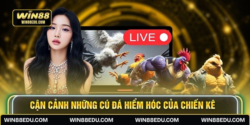 Cận cảnh những cú đá hiểm hóc của chiến kê