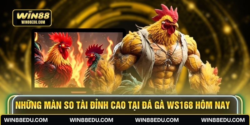 Những màn so tài đỉnh cao tại đá gà WS168 hôm nay
